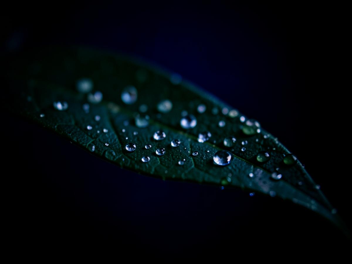 A single leaf catching the light